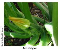 Zucchini growing and cooking tips - Burke's Backyard